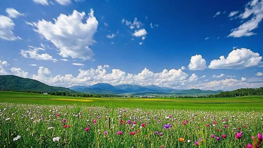 野花视频大全高清免费版