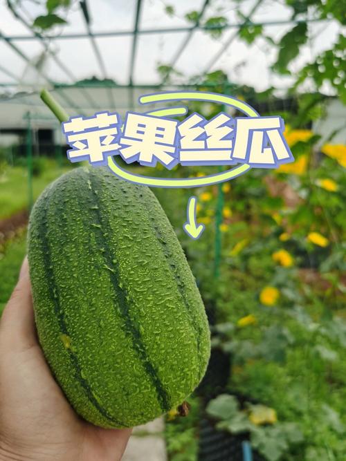 绿巨人草莓秋葵菠萝蜜黄瓜丝瓜芭乐苹果