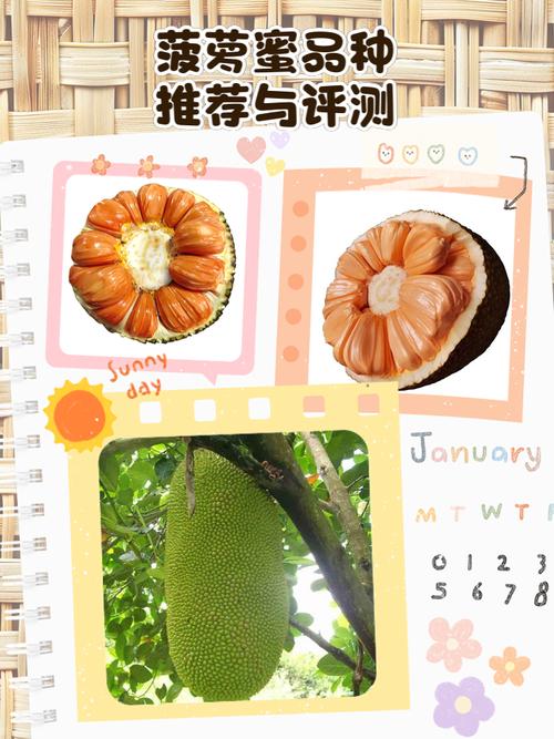菠萝蜜国际一区麻豆精选