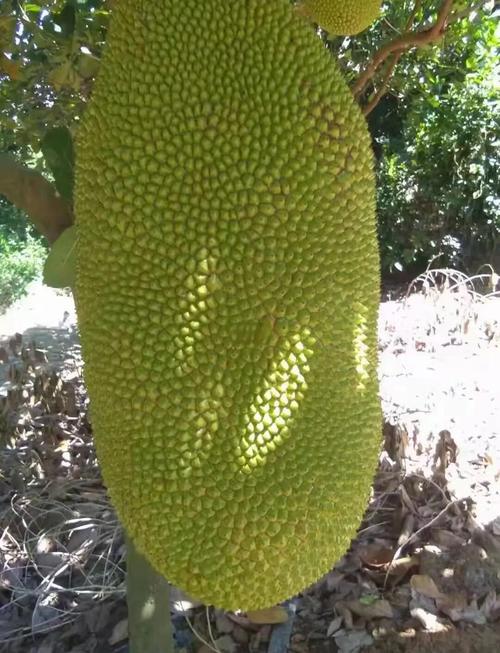 菠萝菠萝蜜在线观看视频