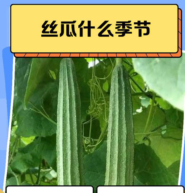 麻豆绿巨人丝瓜菠萝
