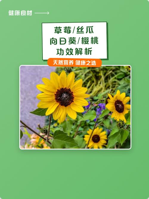 新版草莓丝瓜向日葵黄瓜榴莲
