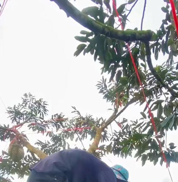 榴莲视频进入18在线观看站长