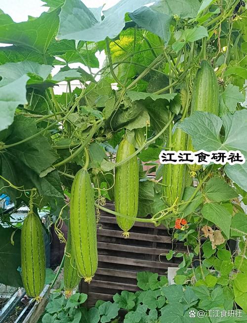 芭乐 向日葵 小猪 鸭脖 丝瓜