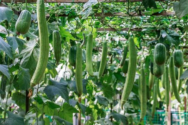 丝瓜视频小猪视频草莓视频向日葵视频幸福宝