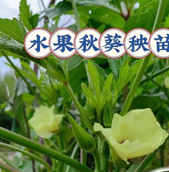 秋葵视频安卓下载污版