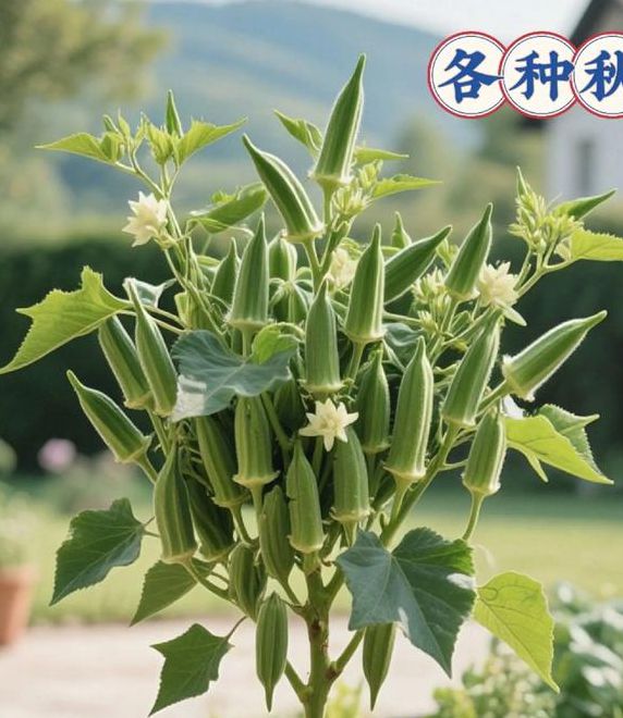 秋葵视频安卓下载污版