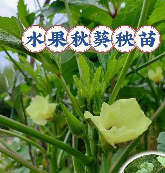 秋葵app下载汅api免费大全ios