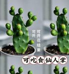 仙人掌1.0免费版