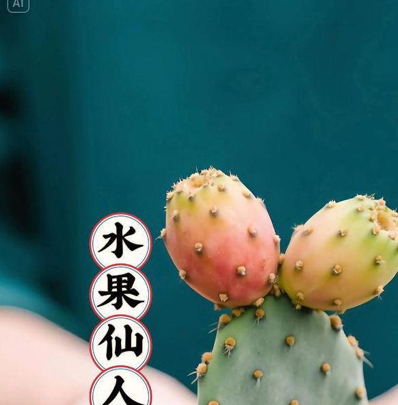 仙人掌1.0免费版