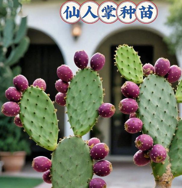 仙人掌1.0免费版