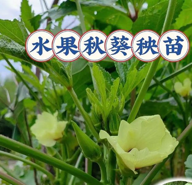 丝瓜app汅api免费秋葵