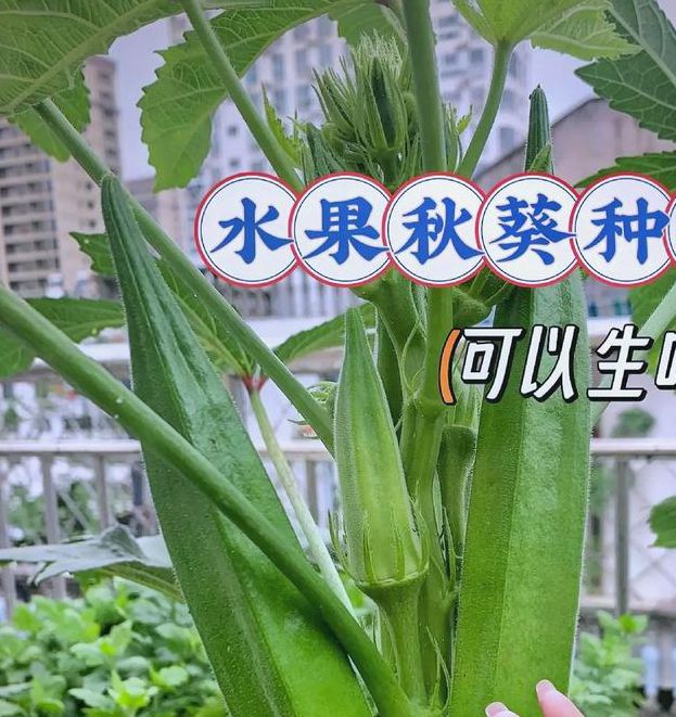 丝瓜app汅api免费秋葵