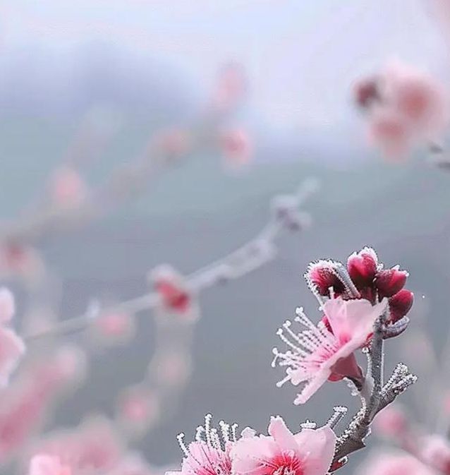桃花社区高清免费版