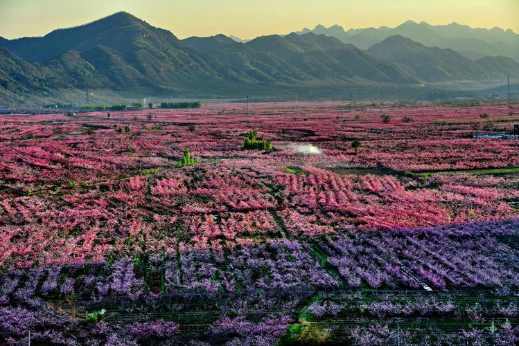 桃花社区高清免费版