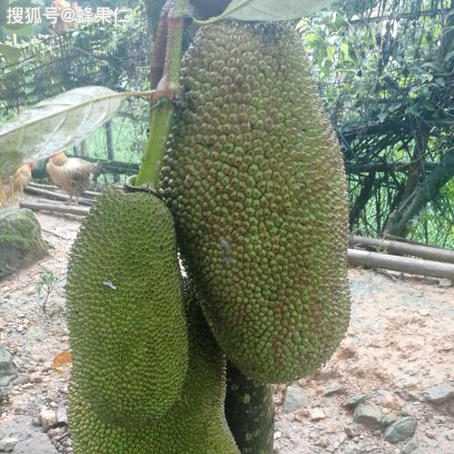 菠萝菠萝蜜免费视频高清观看1