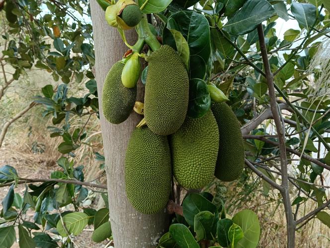 菠萝蜜国际通道一区APP