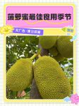 菠萝蜜国际二区