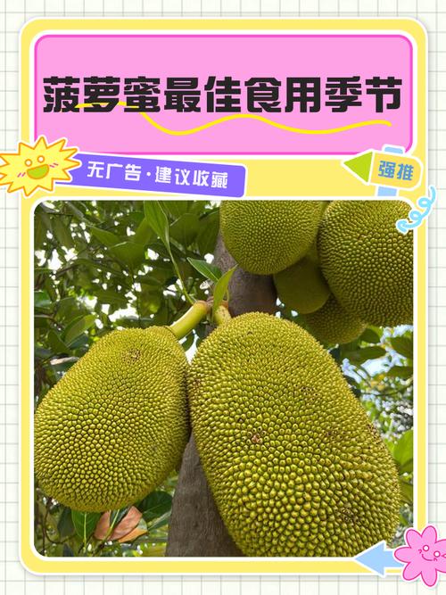 菠萝蜜国际二区
