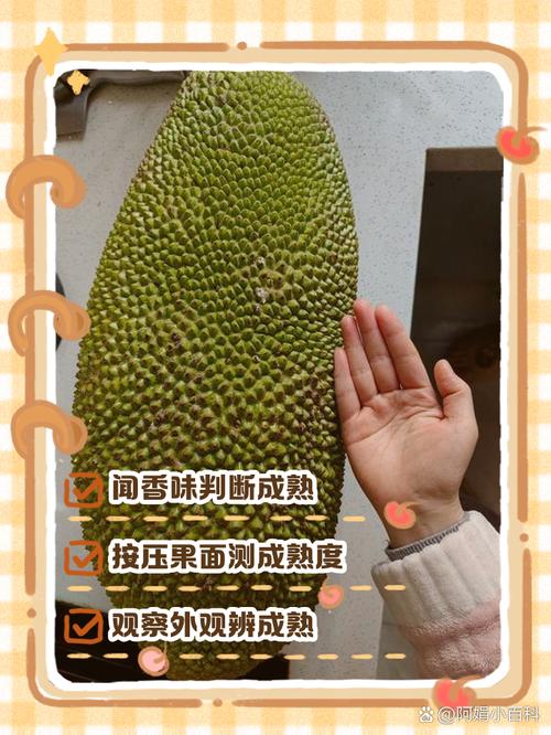 菠萝蜜国际二区