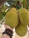 菠萝蜜视频社区