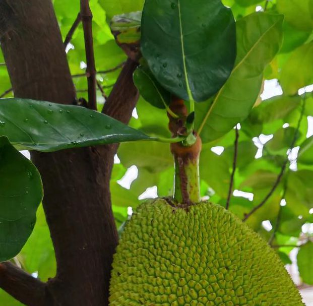 菠萝蜜视频社区