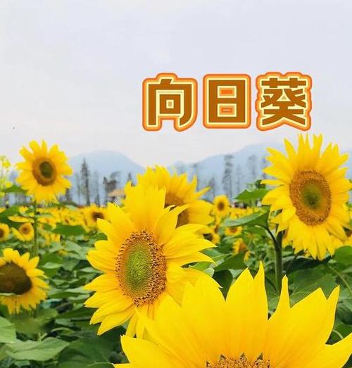 向日葵下载app下载最新版免费