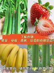 秋葵丝瓜草莓番茄香蕉iOS