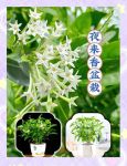 夜来香视频免费观看