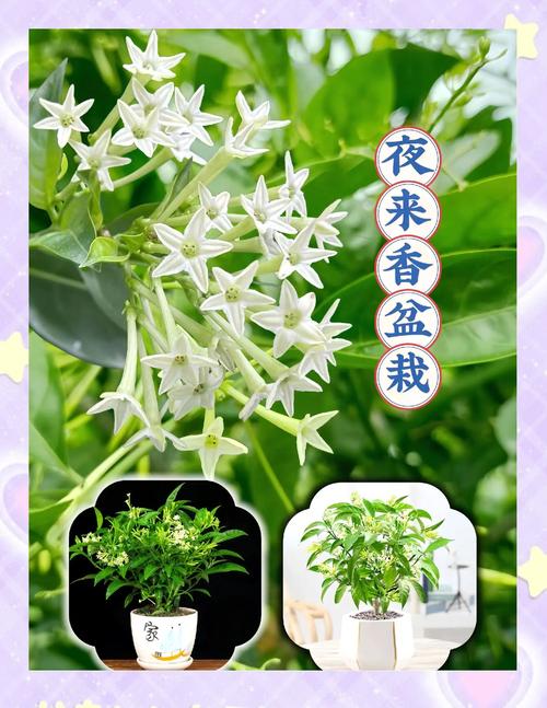 夜来香视频免费观看