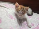 5fq2小奶猫直播