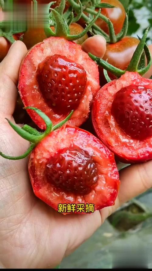 草莓视频在线观看高清免费大全最新版