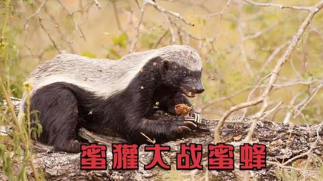 蜜獾在线观看视频