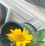 榴莲成人向日葵视频