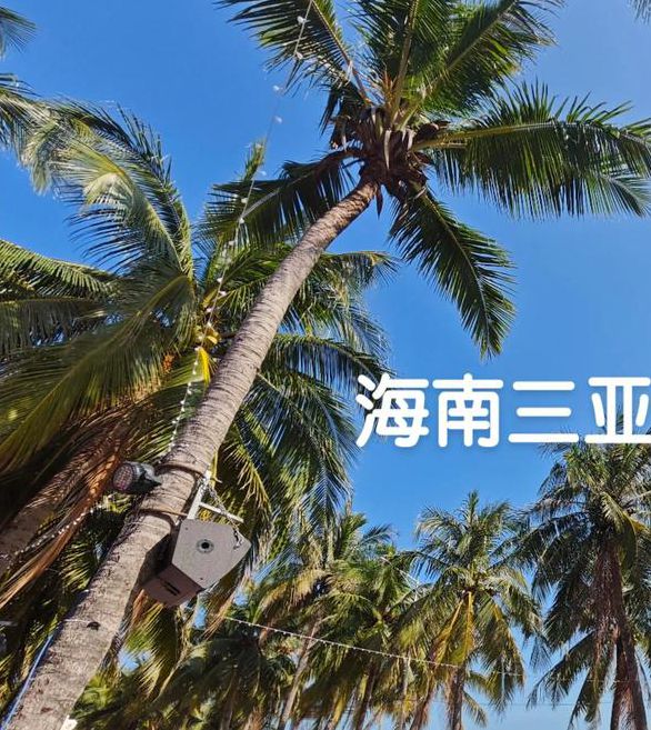 最新三亚户外直播