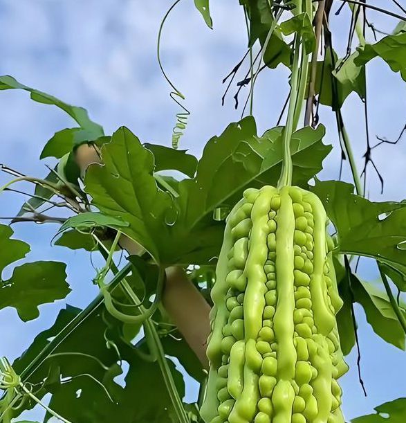 苦瓜色在线观看