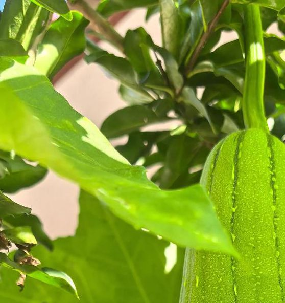 绿巨人秋葵 茄子 丝瓜 香草 葫芦娃