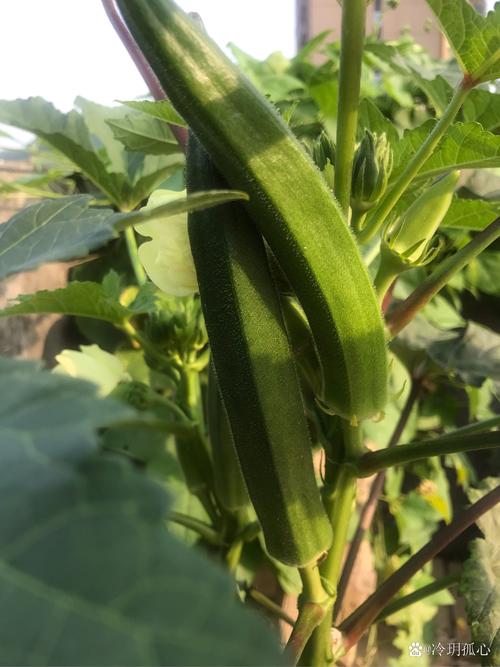 绿巨人秋葵 茄子 丝瓜 香草 葫芦娃