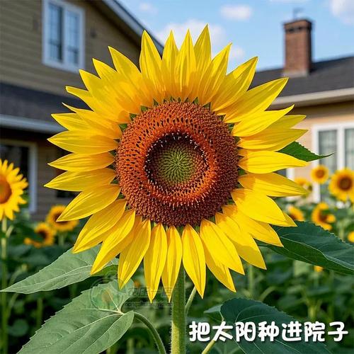 草莓樱桃丝瓜绿巨人秋葵污下载