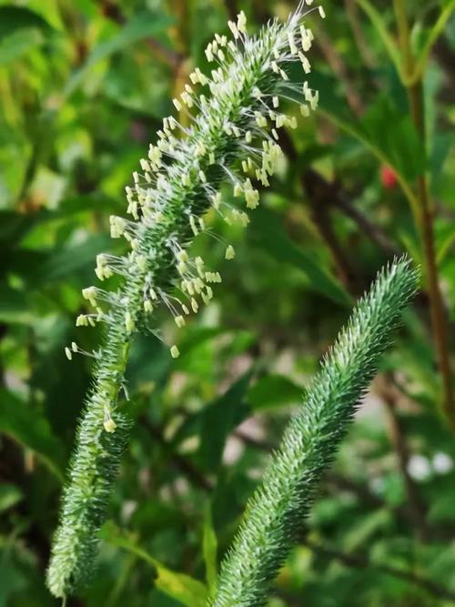 小草2020回家的路地址一