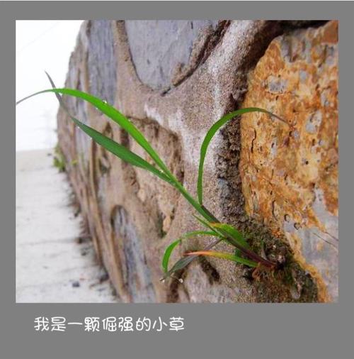 小草2020回家的路地址一