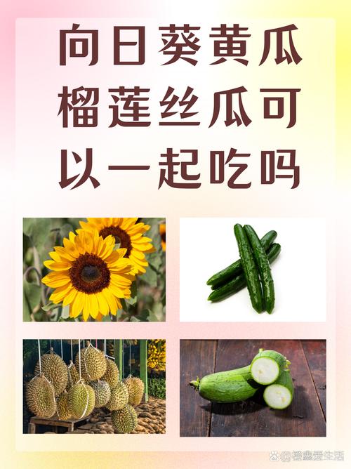 草莓向日葵丝瓜榴莲芭蕉免费版