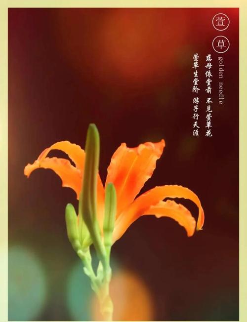 日本忘忧草在线