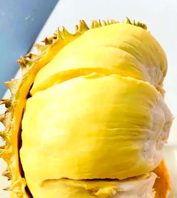 榴莲视频正版免费版